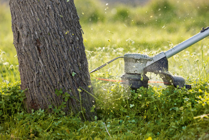 Akku-Rasentrimmer schneidet hohes Gras in der Nähe eines Baumstamms. Anwendungsbild